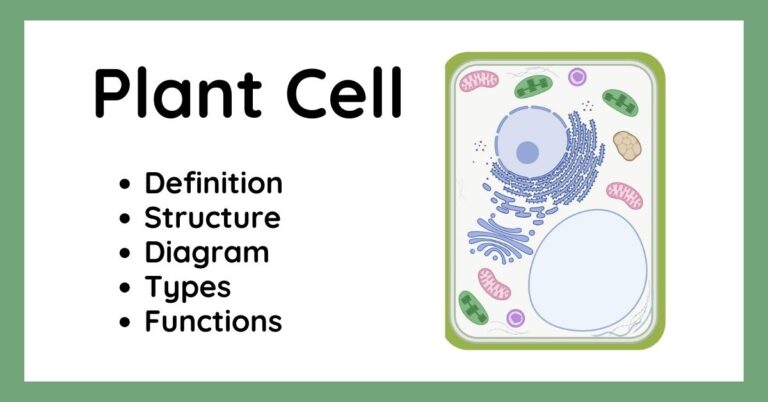 Plant Cell – Definition, Structure, Types, Functions, and Important