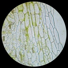 plant-cell