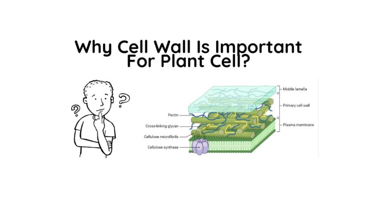 Why Cell Wall Is Important For Plant Cell?
