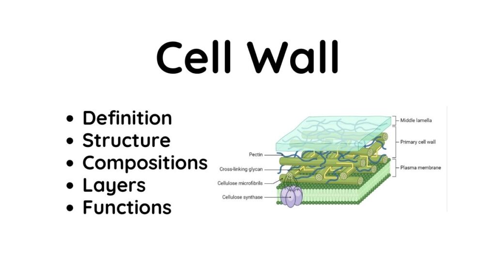 Cell Wall: Definition, Structure, Compositions, And Functions - Learn 