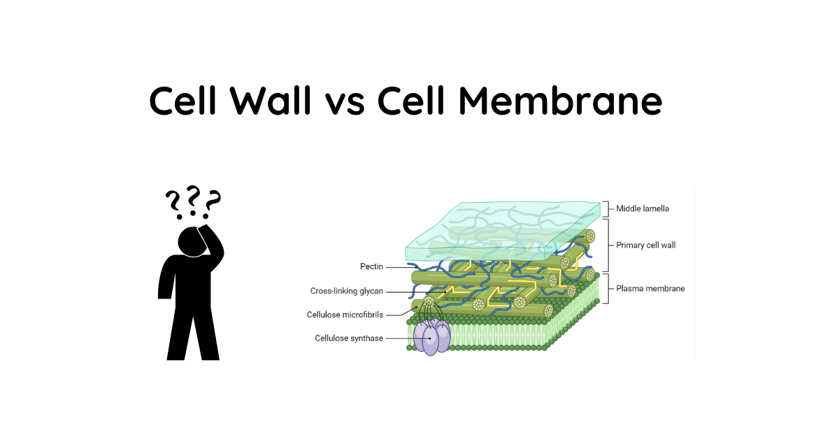 Difference Between Cell Wall And Cell Membrane