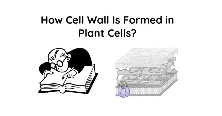 How Cell Wall Is Formed In Plant Cells?
