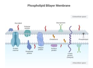 Cell Membrane (Plasma Membrane): Definition, Structure, Composition and ...