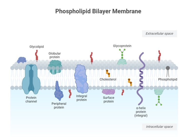 Cell (biology) visual data 3