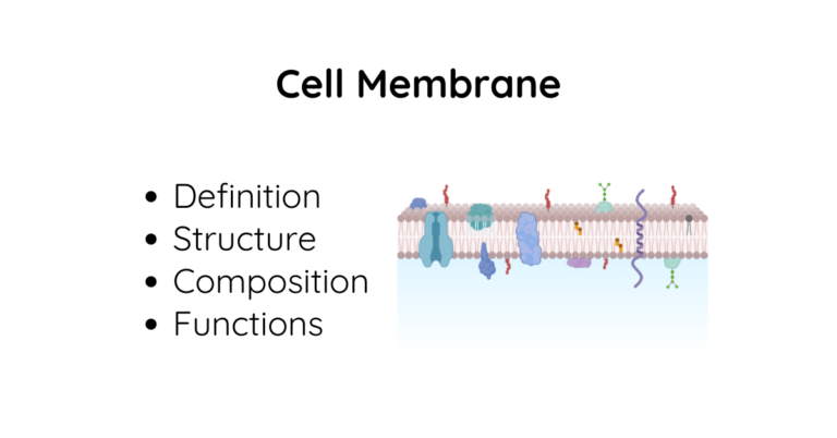 Cell Membrane (Plasma Membrane): Definition, Structure, Composition and Functions
