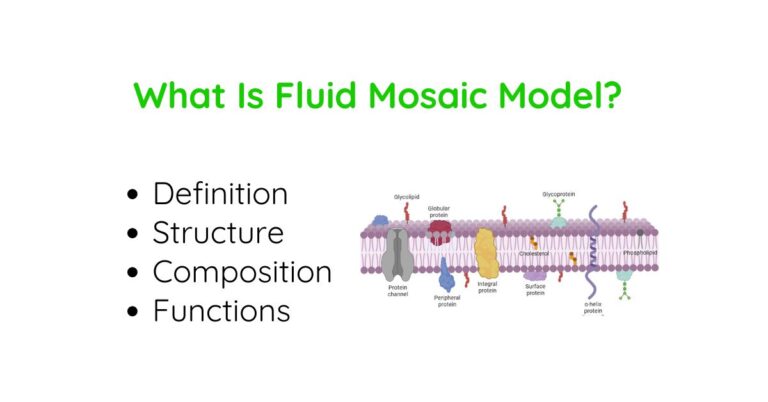 Fluid Mosaic Model: Definition, Discovery, Components, Structure And Functions