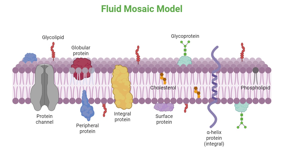 Fluid Mosaic Model: Definition, Discovery, Components, Structure And ...