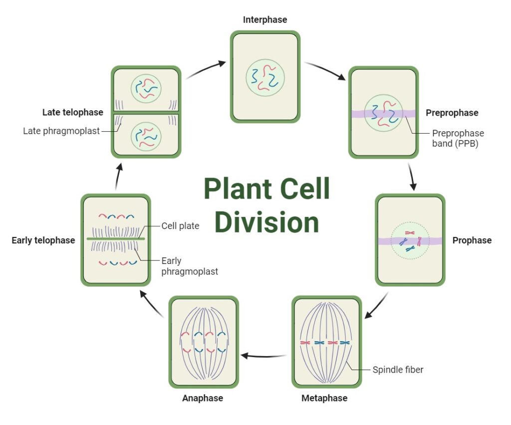 How Cell Wall Is Formed in Plant Cells
