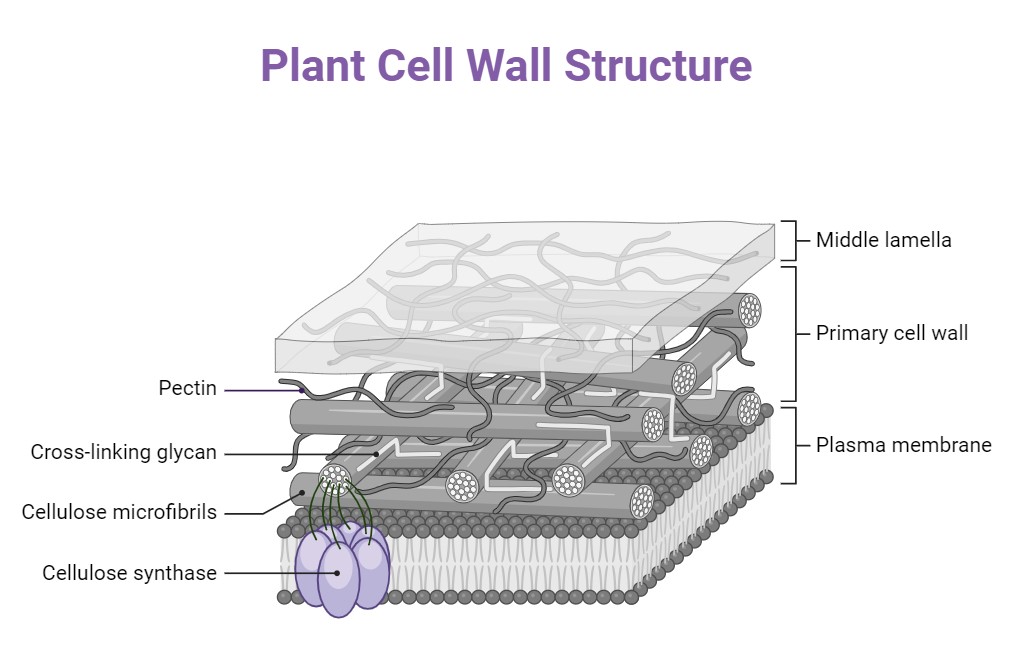How Cell Wall Is Formed in Plant Cells