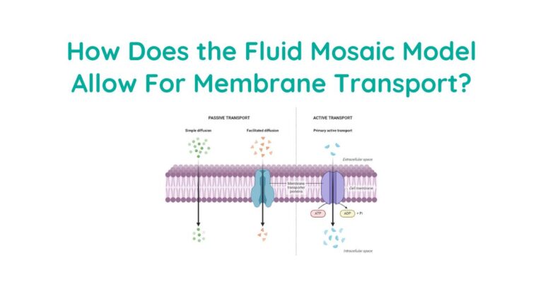 How Does The Fluid Mosaic Model Allow For Membrane Transport?