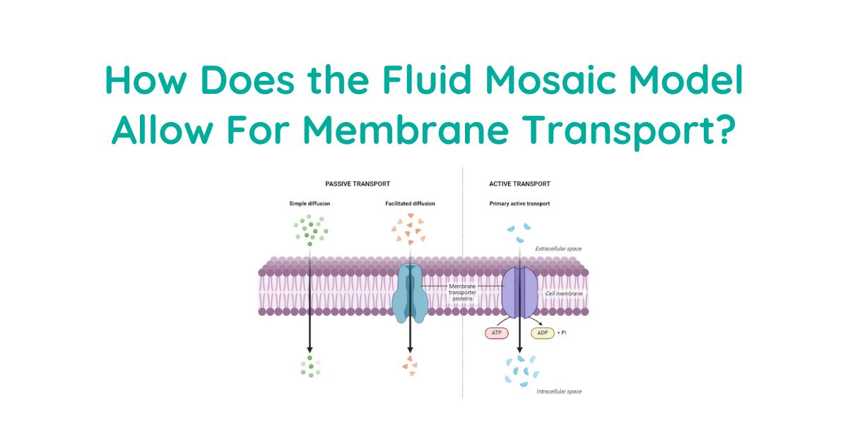 How-Does-the-Fluid-Mosaic-Model-Allow-For-Membrane-Transport