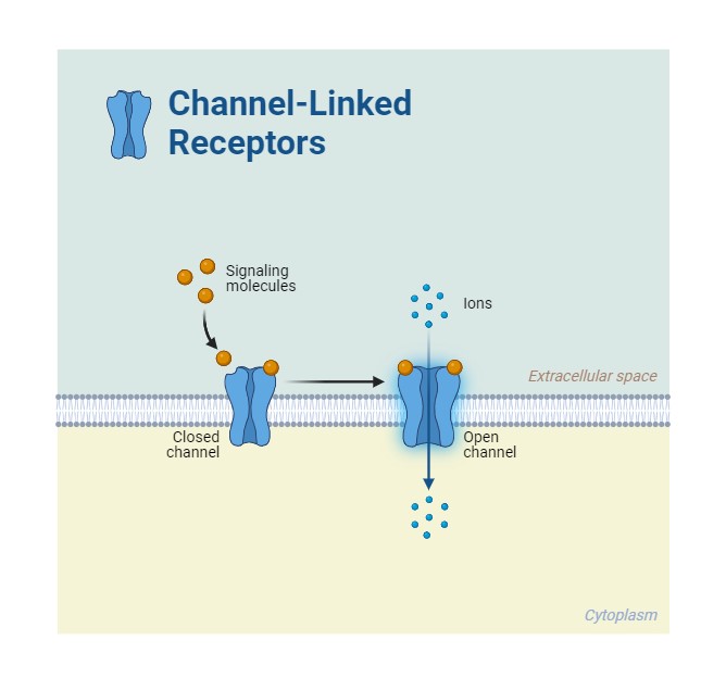 How-Does-the-Fluid-Mosaic-Model-Allow-For-Membrane-Transport