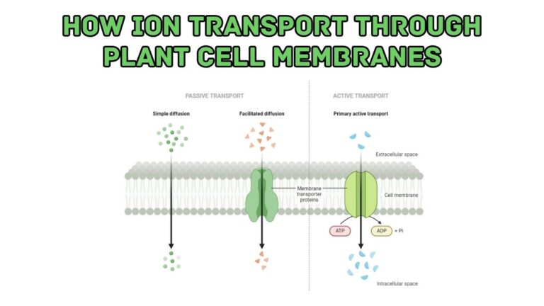 How Ion Transport Through Plant Cell Membranes