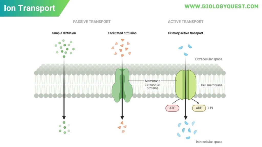 How Ion Transport Through Plant Cell Membranes