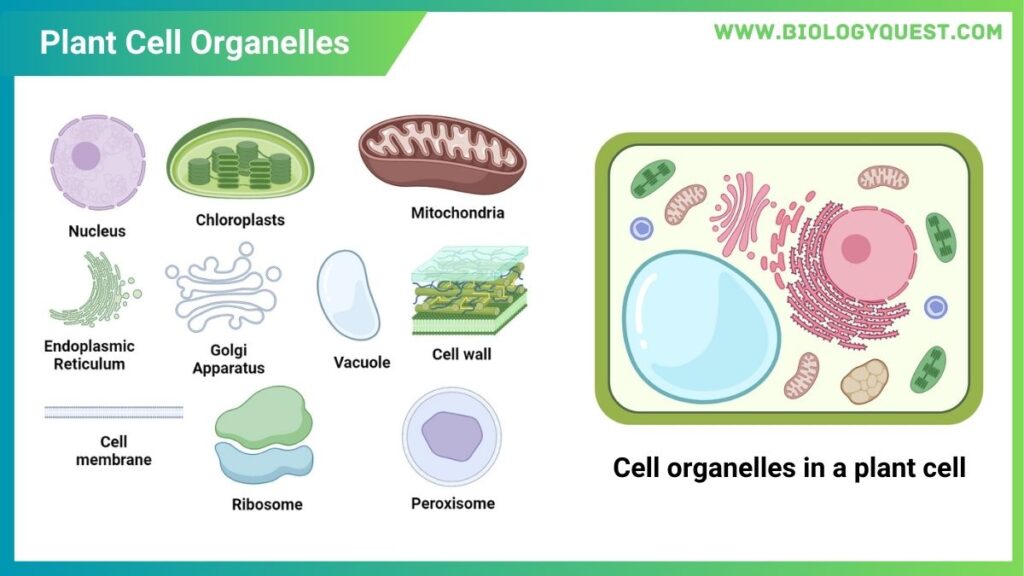 plant cell organelles