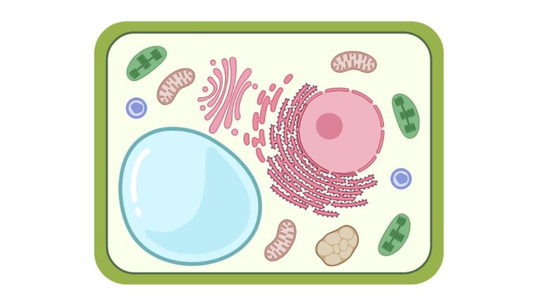 Top 10 Plant Cell Organelles: Structure Functions, and Components